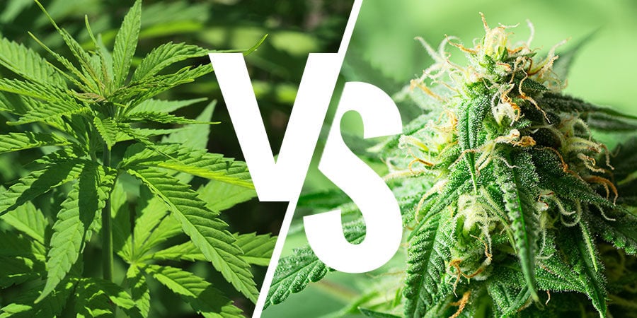 Sativa vs Indica: Understanding the Differences Between Cannabis Types and Strains