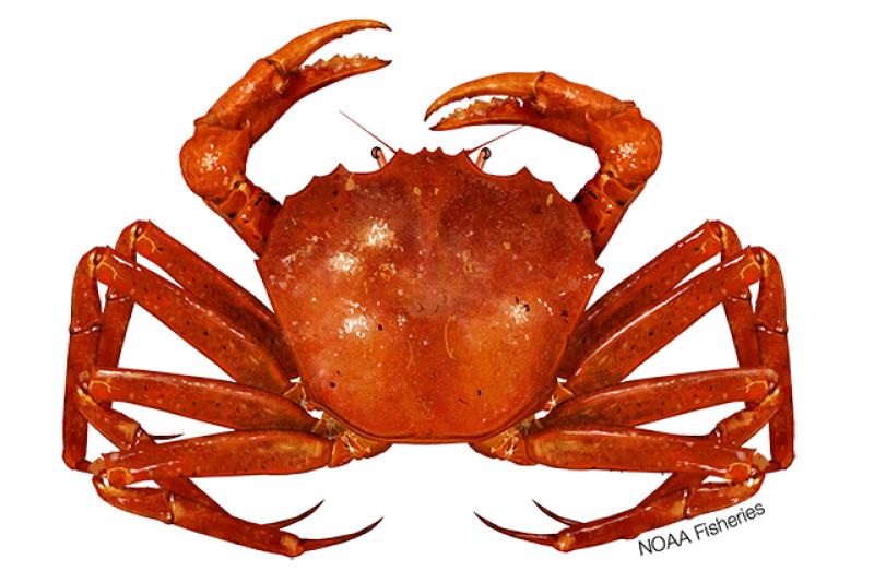 Crab: