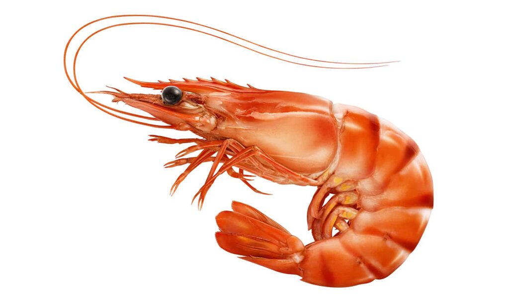 Shrimp: 